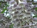 News video: Megaflora Extended Play