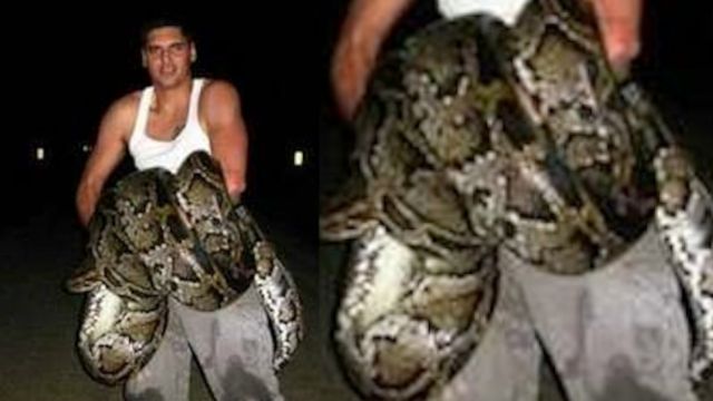 News video: Largest Python Ever Killed in Florida