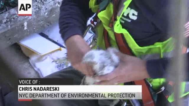 News video: First Person: Baby Falcons on a New York Bridge